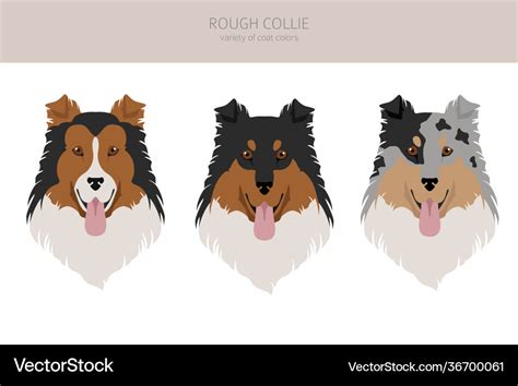 Rough collie clipart different poses coat colors Vector Image