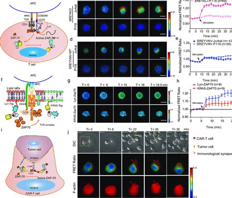 Specificity Of Cell Signaling