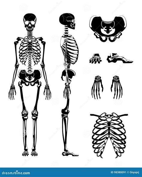 Vektorschattenbild Des Menschlichen Skeletts Anatomiebilder