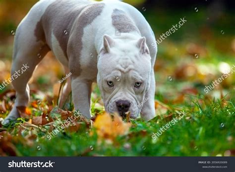 Exotic American Bully: Over 144 Royalty-Free Licensable Stock Photos | Shutterstock