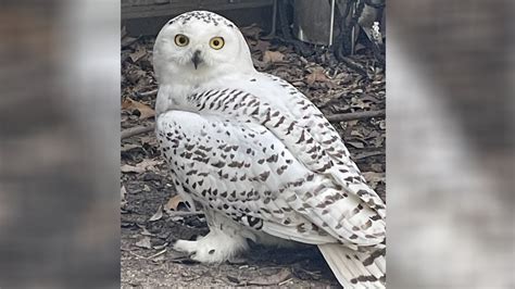 Snowy owl rescued in Kansas heading north to be released into the wild ...