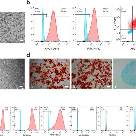 Morphology And Identification Of Bone Marrow Derived Macrophages