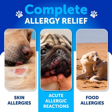 What Do You Feed A Dog With Severe Skin Allergies