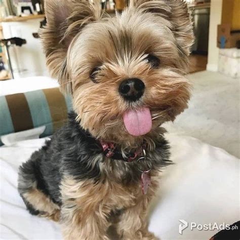 Cute Yorkshire Terrier For Adoption Postads Ph