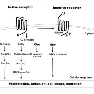 Protease Activated Receptor Par Activation And Signaling Protein