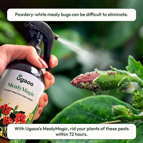 Buy Effective Mealybug Spray An Eco Friendly And Natural Insecticide For