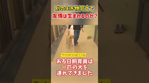 鬱になったサルを救った一匹の犬 Shorts Youtube