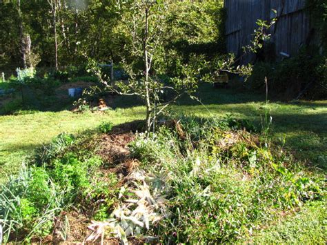 Haphazard Mulching Of Fruit Trees