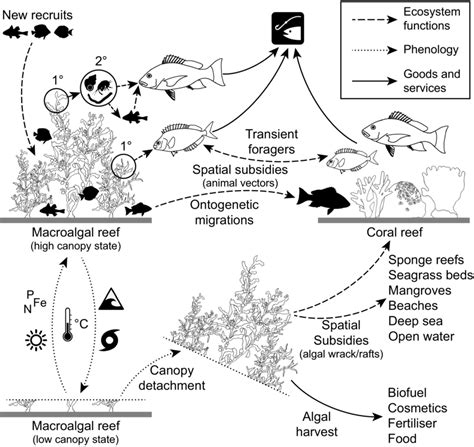 How Complex Tropical Macroalgal Reefs Can Support Marine Ecosystem