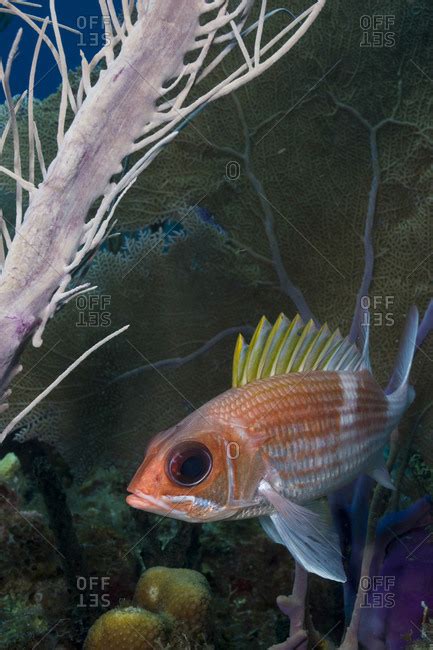 Squirrelfish Holocentrus Adscensionsis In The Shelter Of A Sea Plume