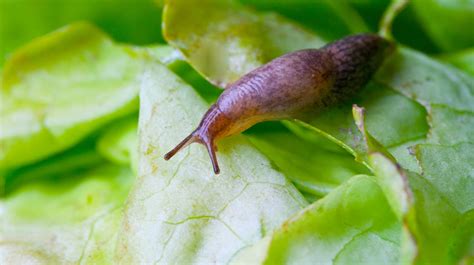 Slugs Snails In Your Garden Heres What To Do