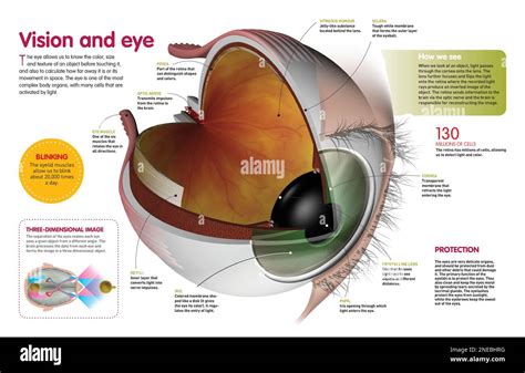 Infographie Présentant Les Parties De Lœil Humain Et Son