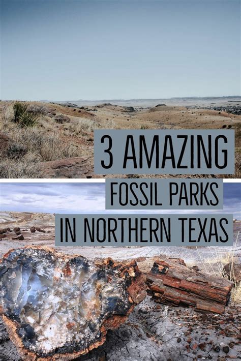 Fossil Hunting Guide To Major Locations In Northern Texas Parks