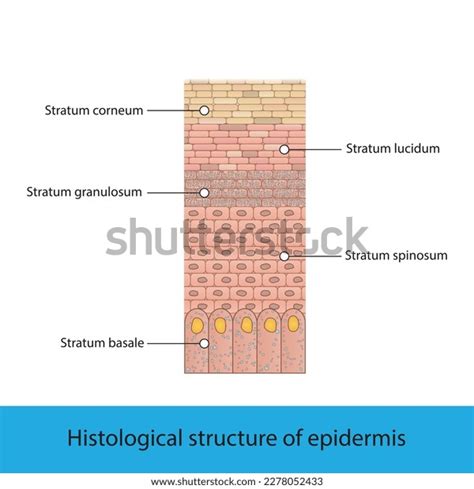 Histological Structure Epidermis Skin Layers Shcematic Stock Vector (Royalty Free) 2278052433 ...