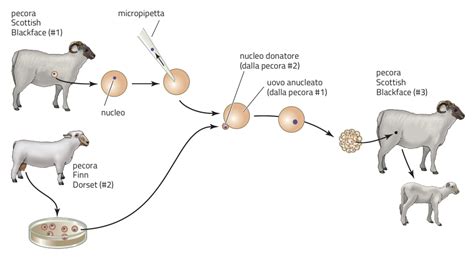 Trasferimento Nucleare Di Cellule Somatiche