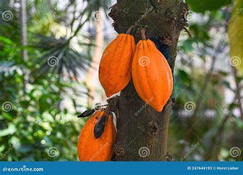 Cacao Tree Or Cocoa Tree Theobroma Cacao Is An Evergreen Tree Native To