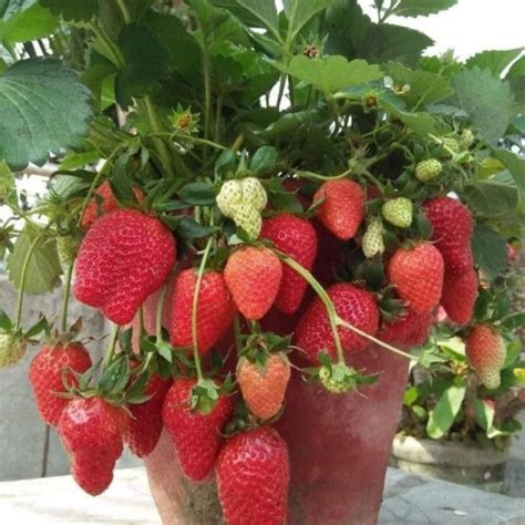 Jual Paket 3 Pcs Bibit Strawberry Super Jumbo Buah Manis Dan Besar