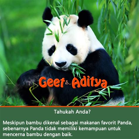 Kenapa Panda Makan Bambu? Kuak Faktanya Disini