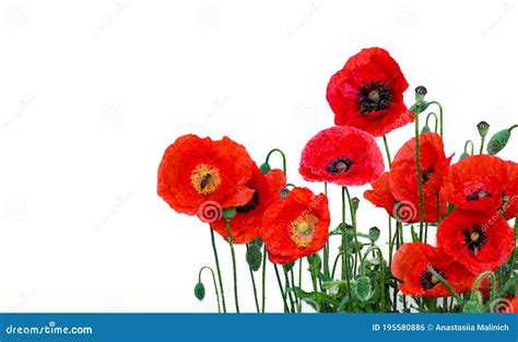 Flores Papoilas Vermelhas Papaver Rhoeas Nomes Comuns Milho De