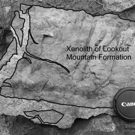 Annotated photograph of Lookout Mountain Formation sandstone xenolith ...