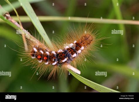 Brown Tail Moth Euproctis Chrysorrhoea Larva Hi Res Stock Photography