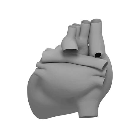 Human Organs - Free 3d model on creazilla.com