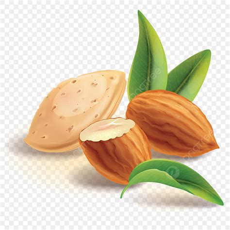 Almond Vector