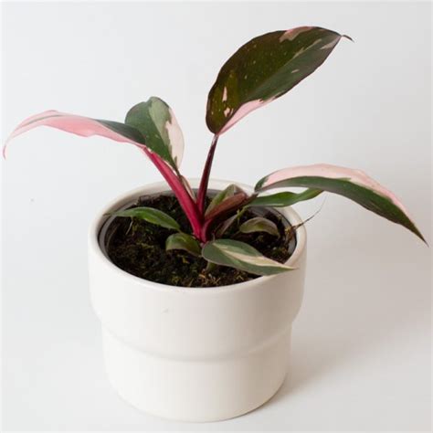 Philodendron Pink Princess 15cm Pot Opperman Plants Ltd