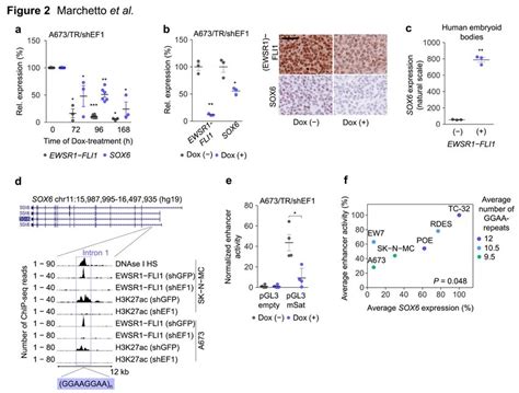 Ewsr1 Fli1 Induces Sox6 Expression Via An Intronic Enhancer Like