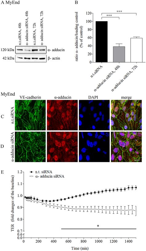 siRNA mediated α adducin knockdown significantly impaired endothelial