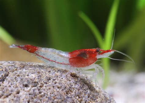 Neocaridina Davidi Red Rili Gamba Enana De Agua Dulce Crust Ceo