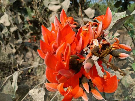 Palash Flowers or Butea Monosperma Flowers on Plant in India Stock ...