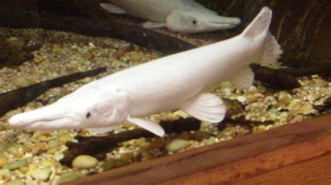 Albino Alligator Gars These Two Albino Alligator Gar Are L Flickr