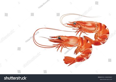 Red Boiled Shrimp Tiger Prawns Isolated Stock Vector Royalty Free