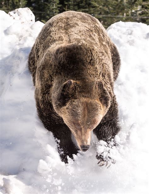 16 cute photos of Grouse Mountain's grizzly bears awakening from ...