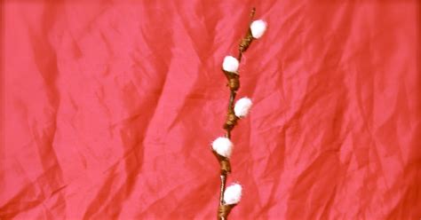 Twig And Toadstool Pussy Willow Wonderment