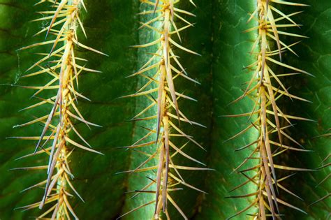 Fondos De Pantalla Flor Planta De Tierra Planta Floreciendo Cactus