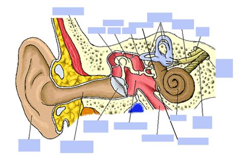 The Outer Middle And Inner Ear Module 2 Diagram Quizlet