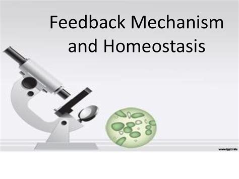 SOLUTION Feedback Mechanism And Homeostasis Studypool