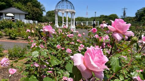 【町田市】バラの香りに癒される！ 野津田公園の春のバラが、見頃を迎えています（tsuki） エキスパート Yahooニュース