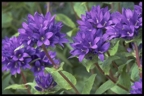 Campanula Glomerata Clustered Bellflowerrhs Gardening