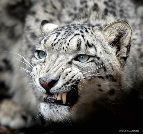 Snow Leopard Teeth Length - Best Image Of Amazinglive.site