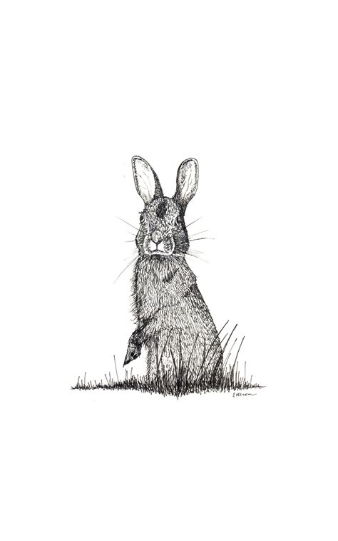 Eastern Cottontail Rabbit Print - Etsy