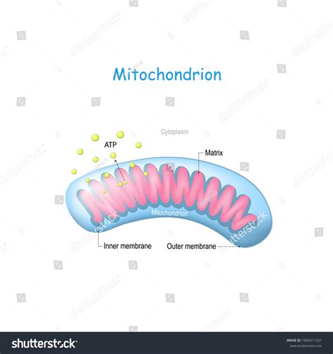 Mitochondrion Anatomy Structure Cell Organelle Vector Stock Vector (Royalty Free) 1560911531