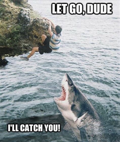 These Shark Memes Are In Honor Of Beloved 'Shark Week' - Happy 'Shark ...