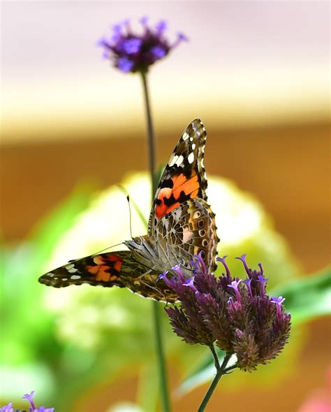 Painted lady butterflies have taken over the Front Range on their way south
