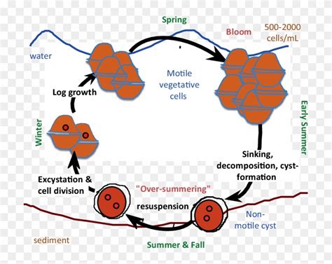 3 A Schematic Representation Of The Annual Cycle Of - Peridinium Life ...