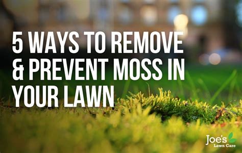 Easiest Way To Remove Moss From Lawn At Tim Lowell Blog