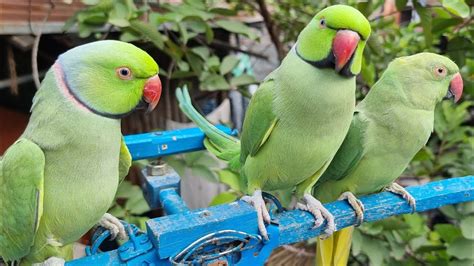 Parrot Sound Mithu Mithuringneck Natural Parrot Sounds Arrot Calling Soundsparrotmedia