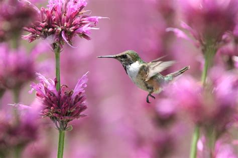 Bumblebee Hummingbird From Bosque De Chapultepec Ii Secc Ciudad